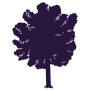 Beech Basement tree icon